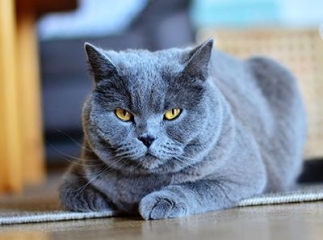 Chat chartreux